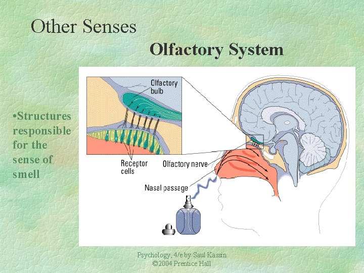 Other Senses Olfactory System • Structures responsible for the sense of smell Psychology, 4/e