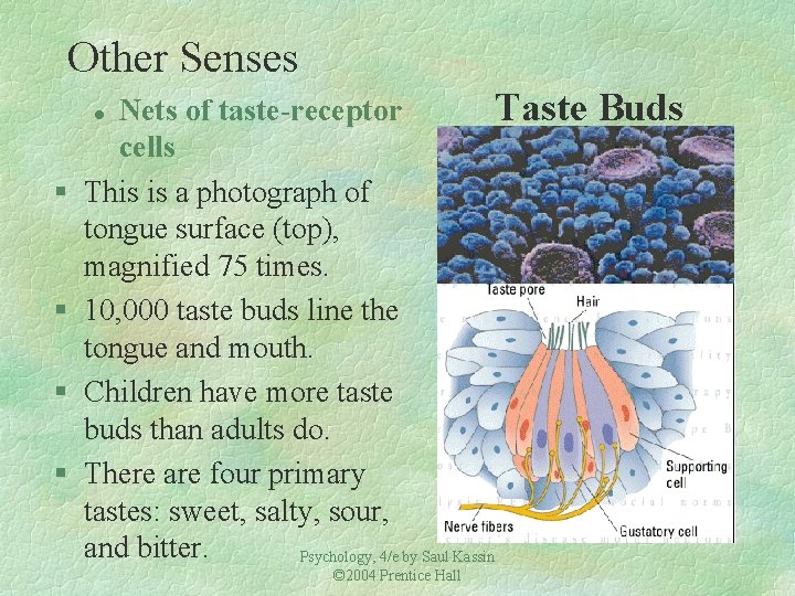 Other Senses Nets of taste-receptor Taste cells This is a photograph of tongue surface