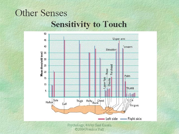 Other Senses Sensitivity to Touch Psychology, 4/e by Saul Kassin © 2004 Prentice Hall
