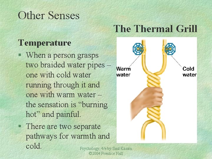 Other Senses Thermal Grill Temperature § When a person grasps two braided water pipes