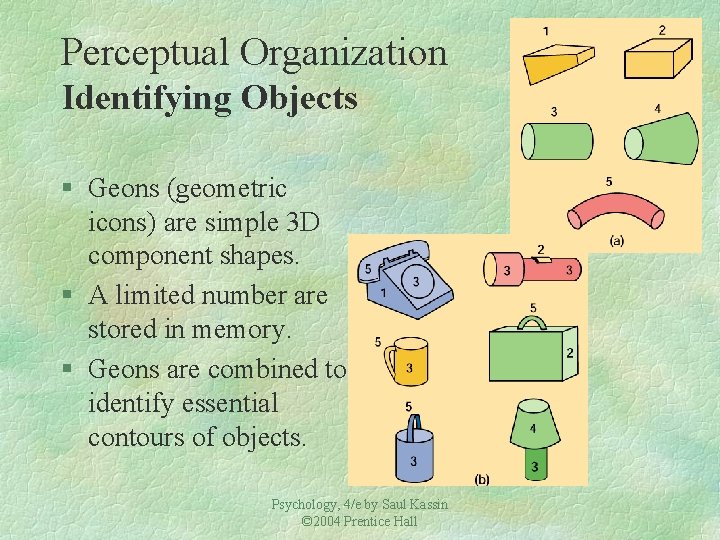 Perceptual Organization Identifying Objects § Geons (geometric icons) are simple 3 D component shapes.