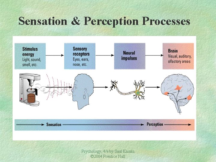 Sensation & Perception Processes Psychology, 4/e by Saul Kassin © 2004 Prentice Hall 