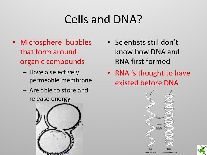 Cells and DNA? • Microsphere: bubbles that form around organic compounds – Have a