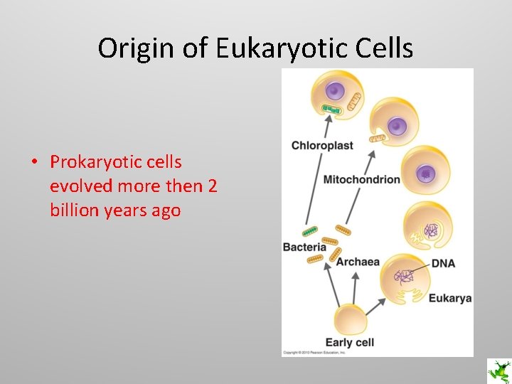 Origin of Eukaryotic Cells • Prokaryotic cells evolved more then 2 billion years ago