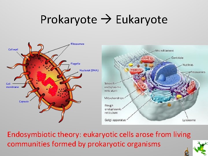Prokaryote Eukaryote Endosymbiotic theory: eukaryotic cells arose from living communities formed by prokaryotic organisms