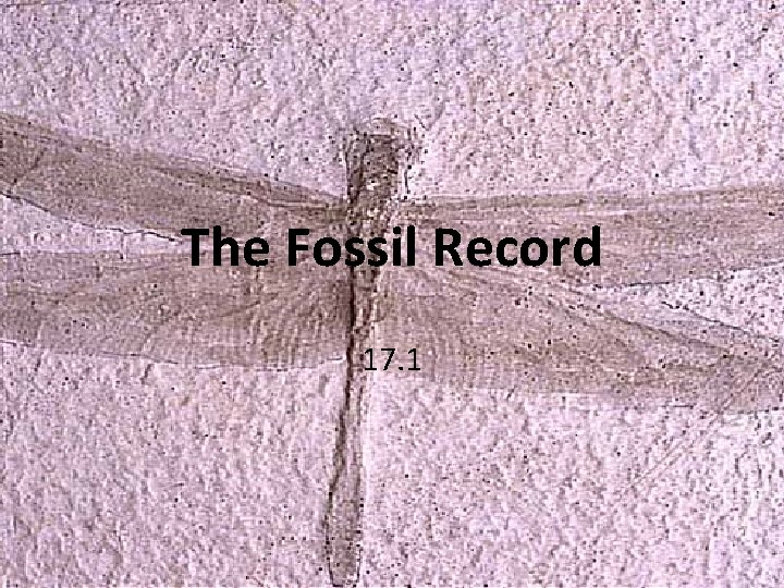 The Fossil Record 17. 1 