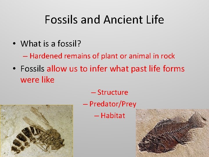 Fossils and Ancient Life • What is a fossil? – Hardened remains of plant