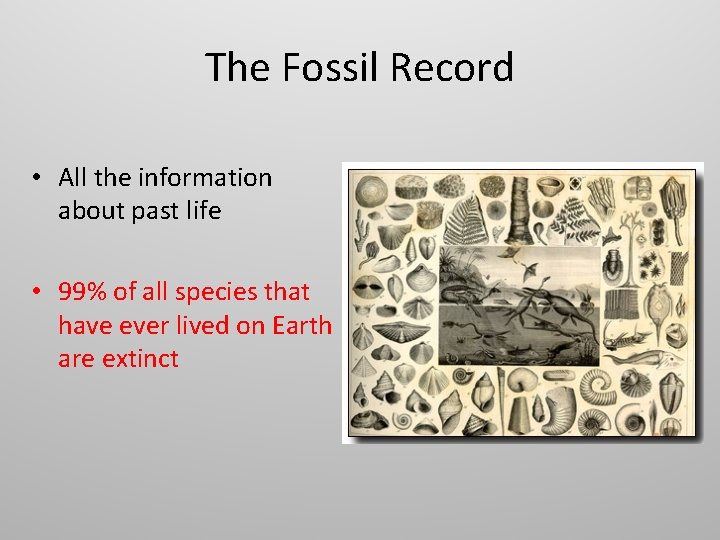 The Fossil Record • All the information about past life • 99% of all
