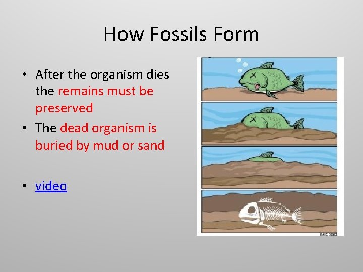 How Fossils Form • After the organism dies the remains must be preserved •