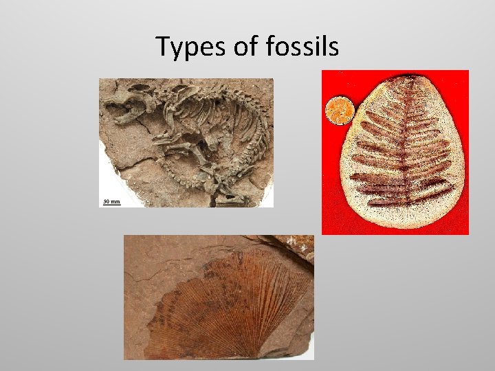 Types of fossils 
