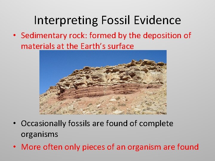Interpreting Fossil Evidence • Sedimentary rock: formed by the deposition of materials at the