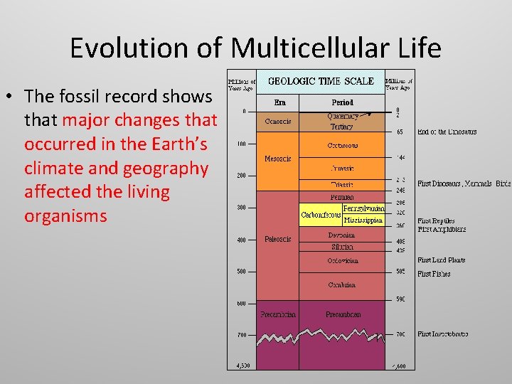 Evolution of Multicellular Life • The fossil record shows that major changes that occurred