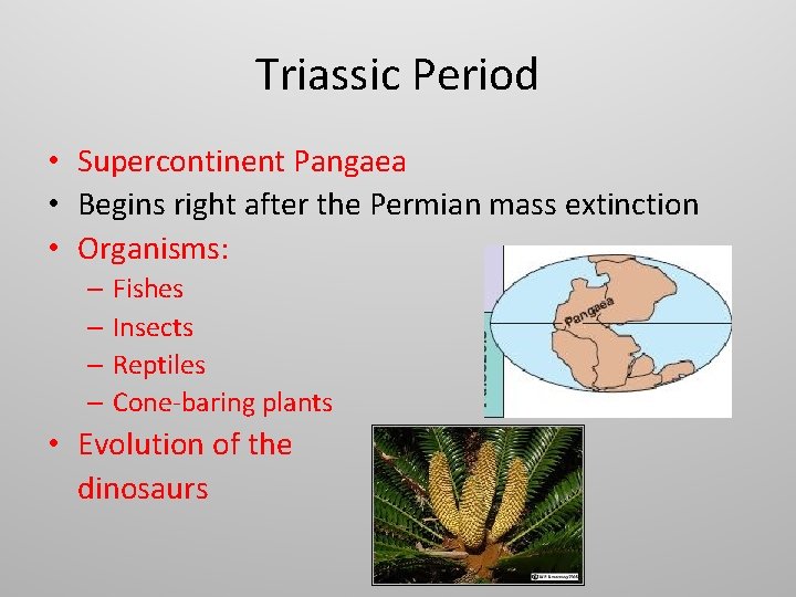Triassic Period • Supercontinent Pangaea • Begins right after the Permian mass extinction •