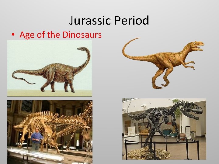 Jurassic Period • Age of the Dinosaurs 