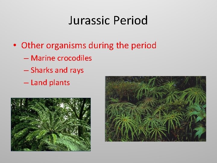 Jurassic Period • Other organisms during the period – Marine crocodiles – Sharks and
