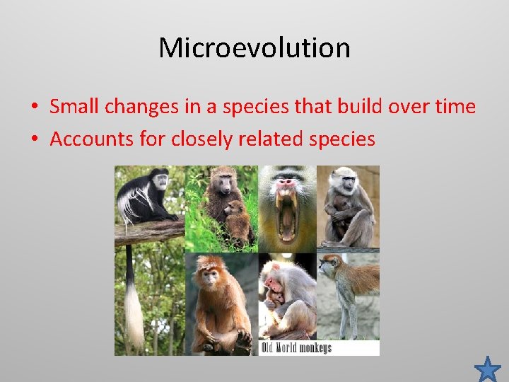 Microevolution • Small changes in a species that build over time • Accounts for