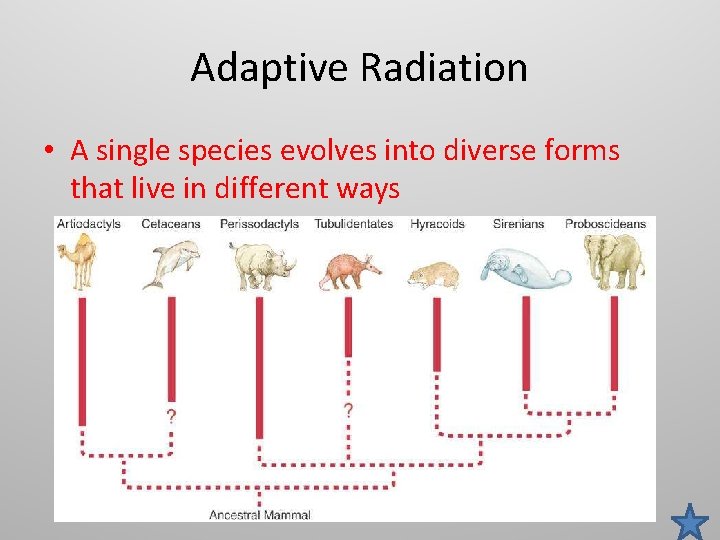Adaptive Radiation • A single species evolves into diverse forms that live in different