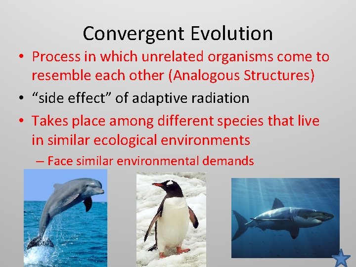 Convergent Evolution • Process in which unrelated organisms come to resemble each other (Analogous