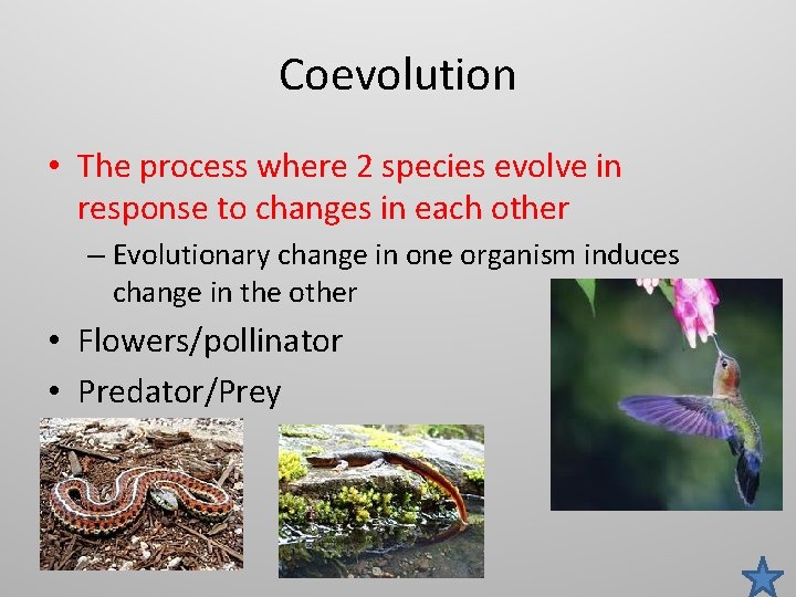 Coevolution • The process where 2 species evolve in response to changes in each