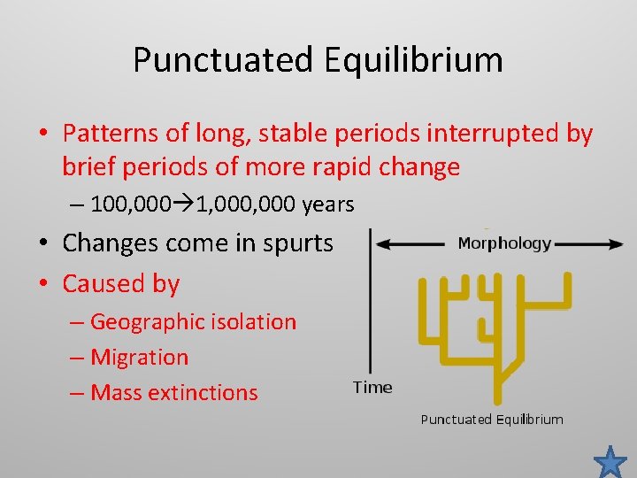 Punctuated Equilibrium • Patterns of long, stable periods interrupted by brief periods of more