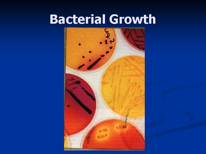 Bacterial Growth 