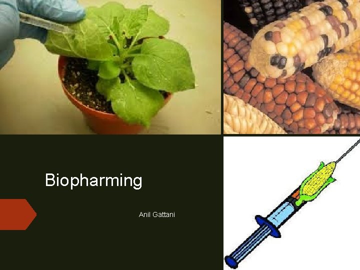 Biopharming Anil Gattani 