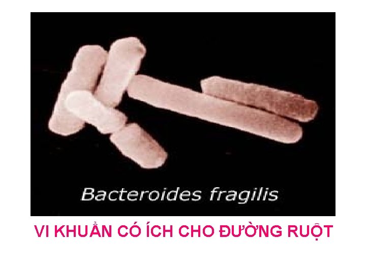 VI KHUẨN CÓ ÍCH CHO ĐƯỜNG RUỘT 