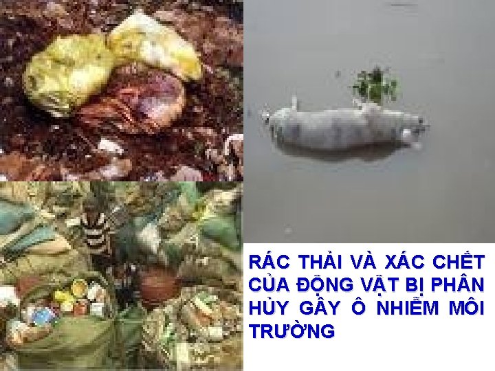 RÁC THẢI VÀ XÁC CHẾT CỦA ĐỘNG VẬT BỊ PH N HỦY G Y