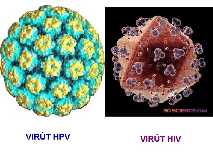 VIRÚT HPV VIRÚT HIV 