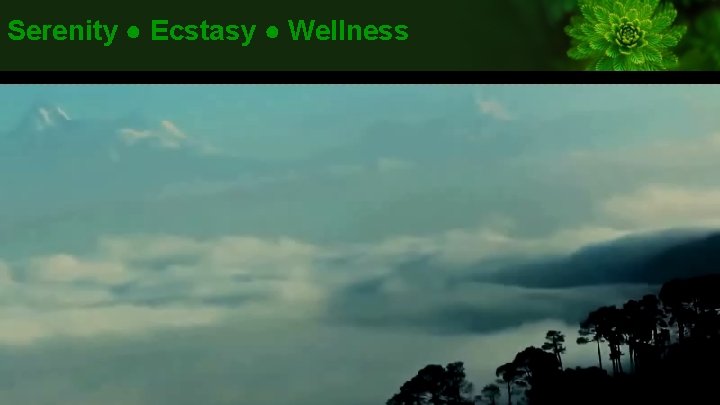 Serenity ● Ecstasy ● Wellness 