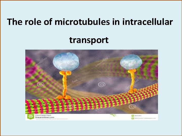 The role of microtubules in intracellular transport 