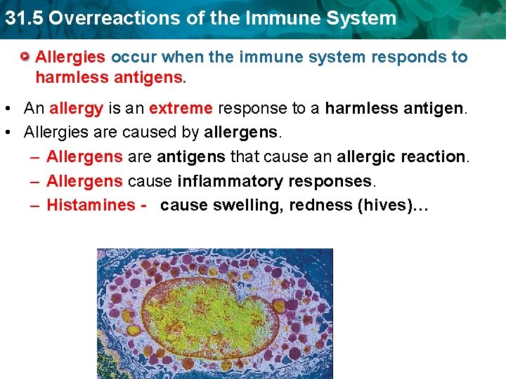 31. 5 Overreactions of the Immune System Allergies occur when the immune system responds