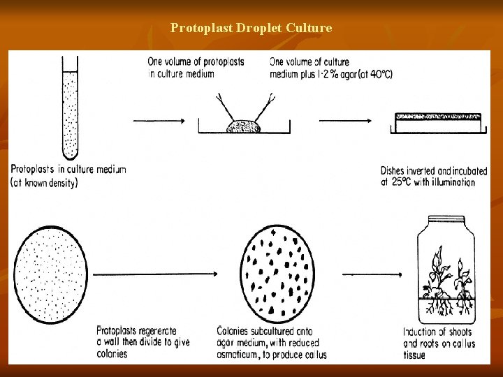 Protoplast Droplet Culture 