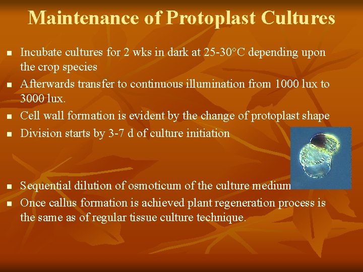 Maintenance of Protoplast Cultures n n n Incubate cultures for 2 wks in dark