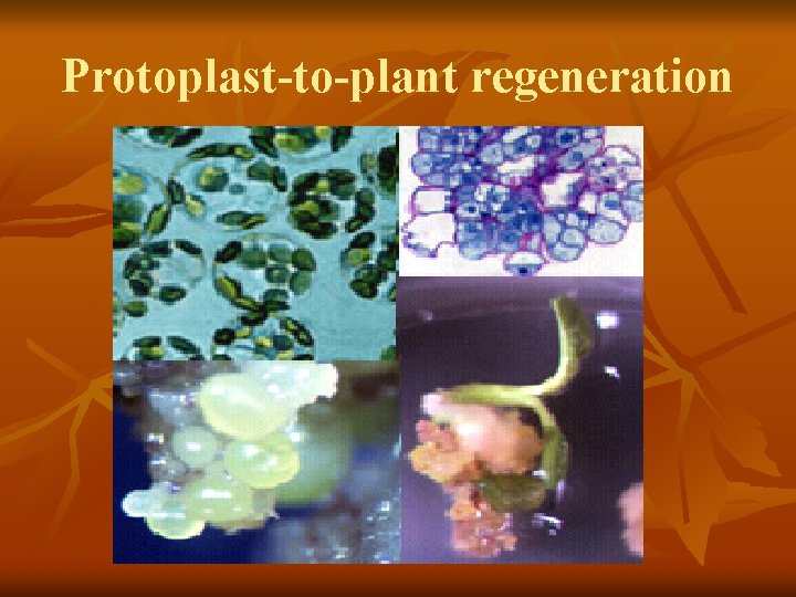 Protoplast-to-plant regeneration 