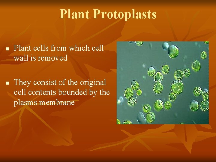 Plant Protoplasts n n Plant cells from which cell wall is removed They consist