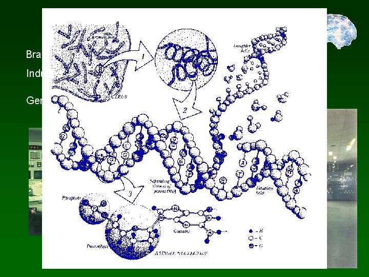What is there to learn? Brains. . . what is in EEG? What happens
