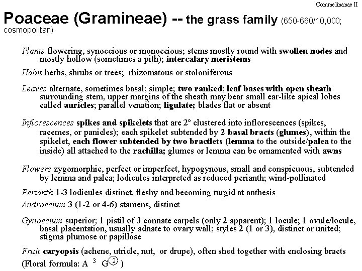 Commelinanae II Poaceae (Gramineae) -- the grass family (650 -660/10, 000; cosmopolitan) Plants flowering,