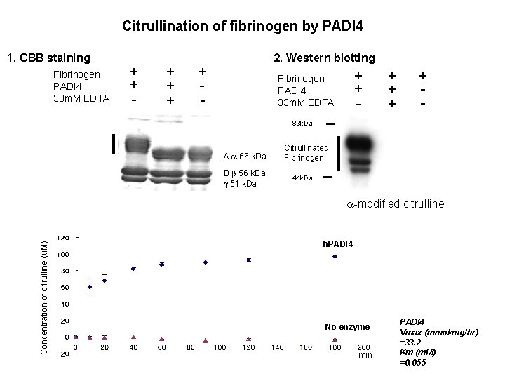 Citrullination of fibrinogen by PADI 4 1. CBB staining Fibrinogen PADI 4 33 m.