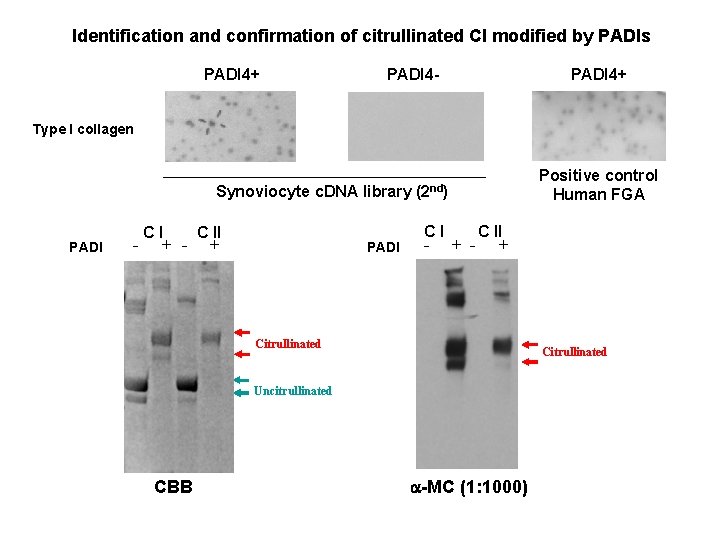 Identification and confirmation of citrullinated CI modified by PADIs PADI 4+ PADI 4 -