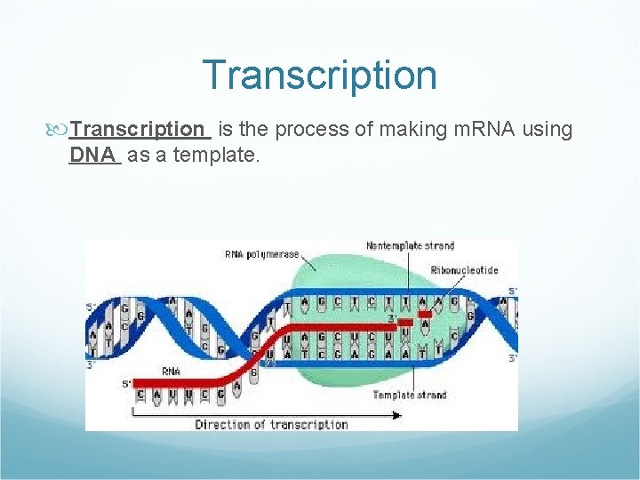 Transcription is the process of making m. RNA using DNA as a template. 