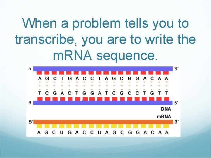 When a problem tells you to transcribe, you are to write the m. RNA