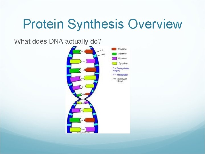 Protein Synthesis Overview What does DNA actually do? 