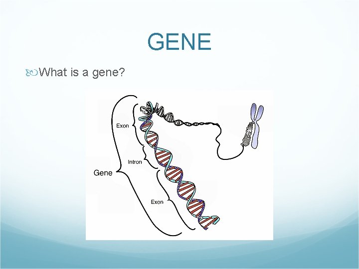 GENE What is a gene? 