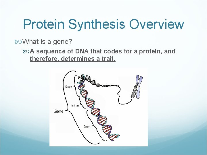 Protein Synthesis Overview What is a gene? A sequence of DNA that codes for