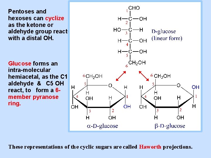 Pentoses and hexoses can cyclize as the ketone or aldehyde group reacts with a