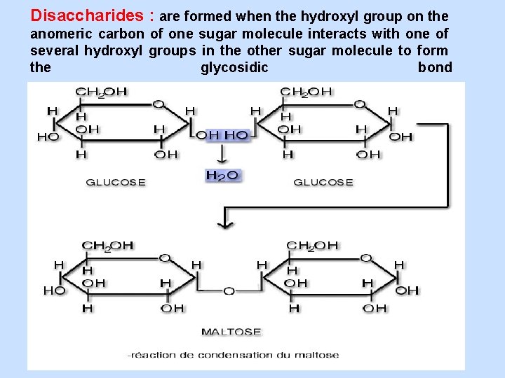 Disaccharides : are formed when the hydroxyl group on the anomeric carbon of one