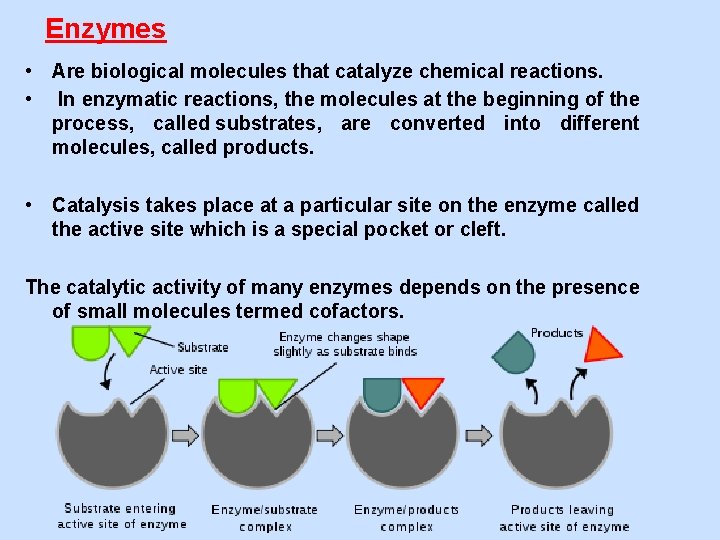 Enzymes • Are biological molecules that catalyze chemical reactions. • In enzymatic reactions, the