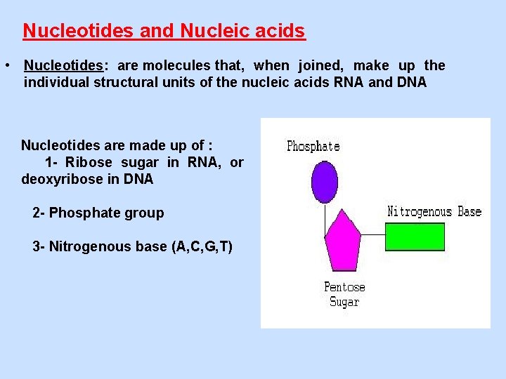 Nucleotides and Nucleic acids • Nucleotides: are molecules that, when joined, make up the