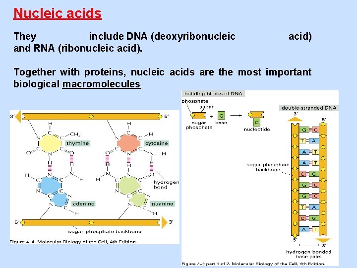 Nucleic acids They include DNA (deoxyribonucleic and RNA (ribonucleic acid) Together with proteins, nucleic
